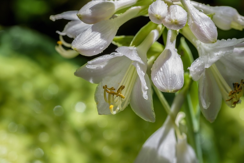 hosta z kwiatami w kształcie białych dzwonków hosta z białymi płatkami kwiatów