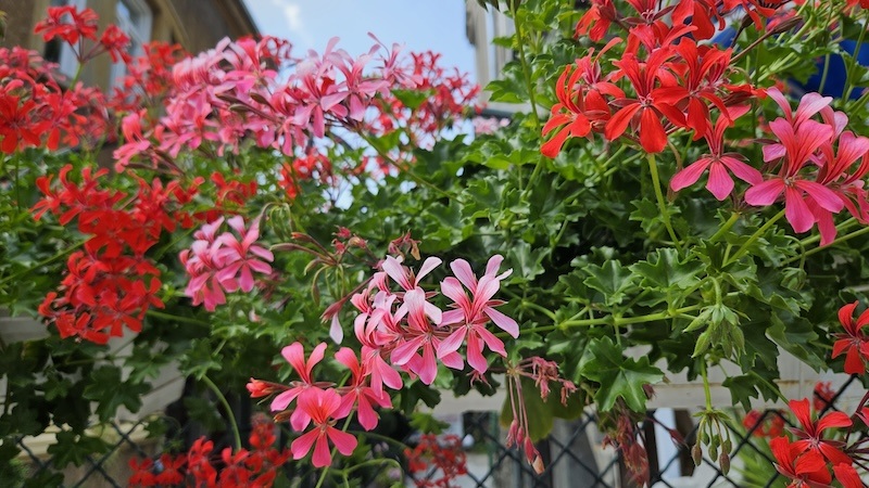 jakie kwiaty na balkon w jaskrawym kolorze jakie kwiaty na balkon w czerwono-różowym kolorze