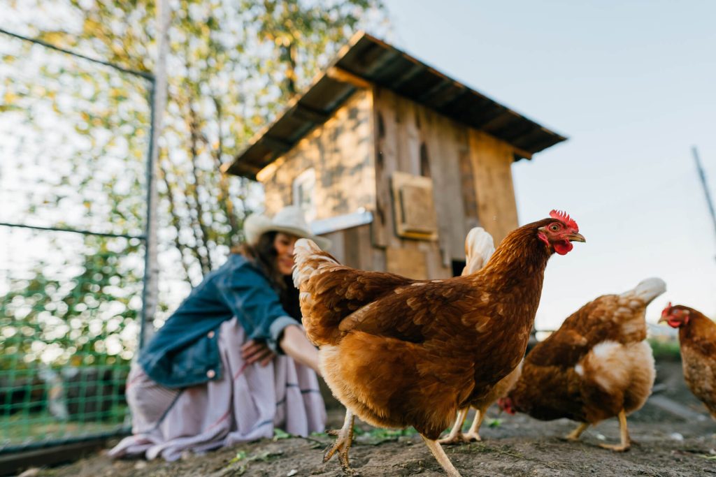 Kurnik – jak zbudować na wybiegu dla kur? Kurnik – jak zbudować dla kur z drewna?
