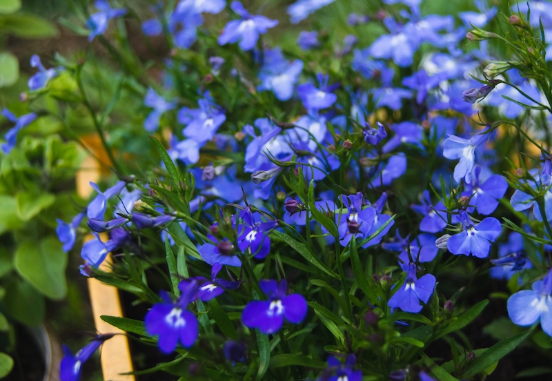 gęsty kwiatostan lobelii w niebieskim kolorze małe niebieskie kwiatki na balkon - lobelia