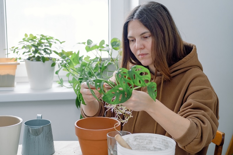 przelana monstera - działanie ratunkowe i przesadzanie 