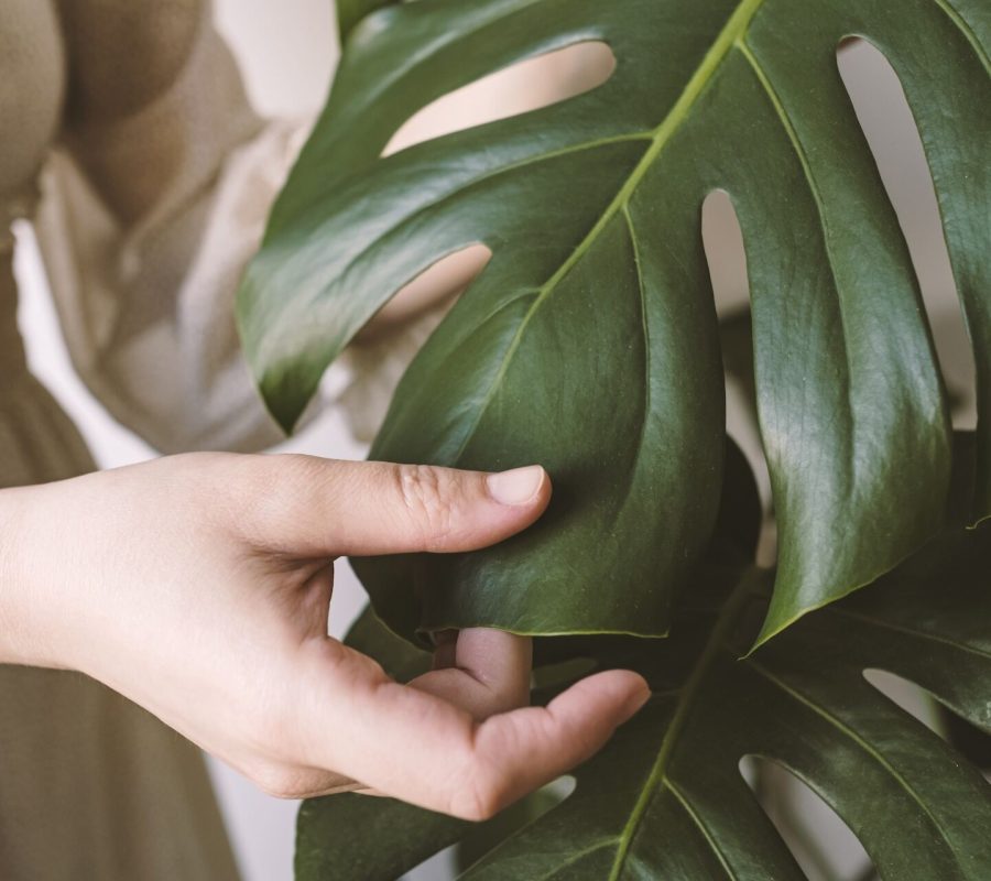 Przelana monstera – jak ją uratować?