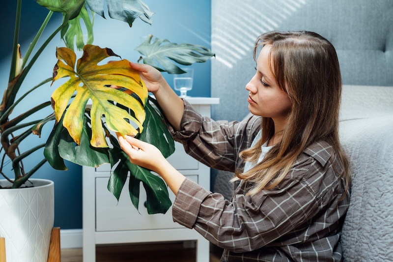 przelana monstera z żółtymi przebarwieniami 