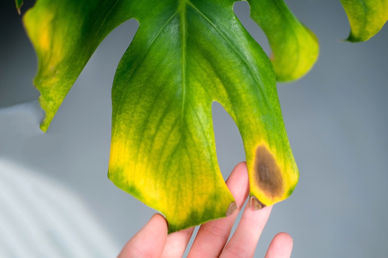 przelana monstera z brązowymi i żółtymi plamami 