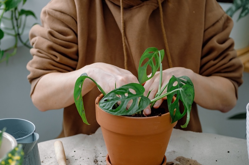 zielona monstera w nowej doniczce z gliny 