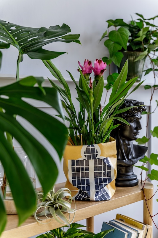 kurkuma w żółtej doniczce ze wzorem obok czarnego popiersia 