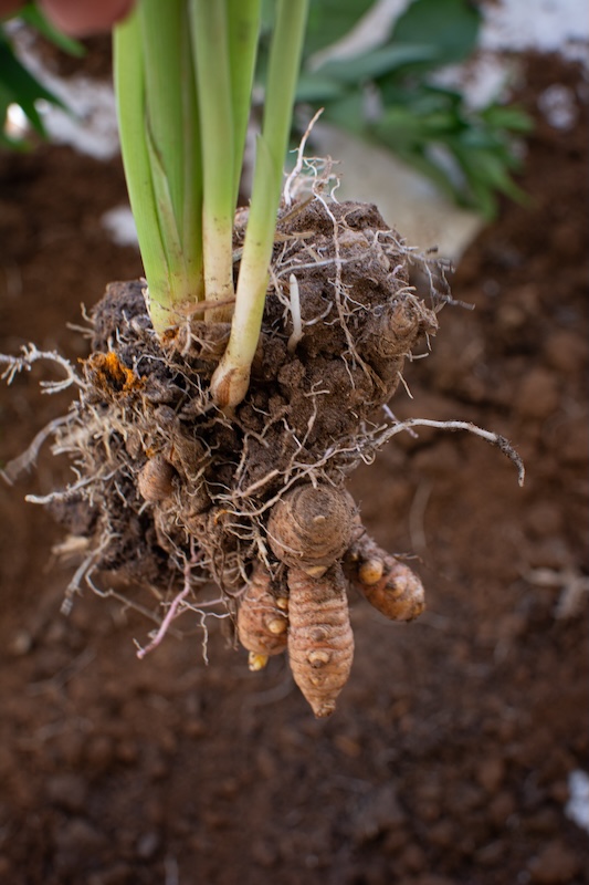 kwiat kurkuma - korzeń do posadzenia w ziemi 