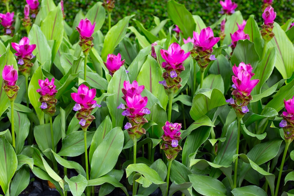 kwiat kurkuma z dużymi liśćmi i różowymi kwiatami 