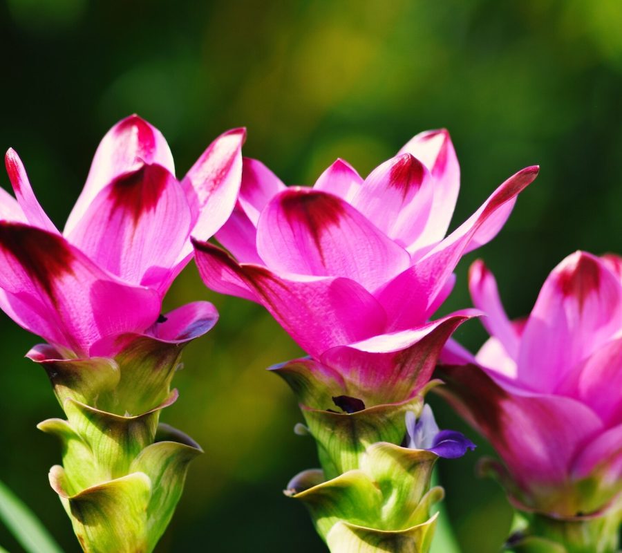 Kwiat kurkuma – jak uprawiać go w domu? Poradnik