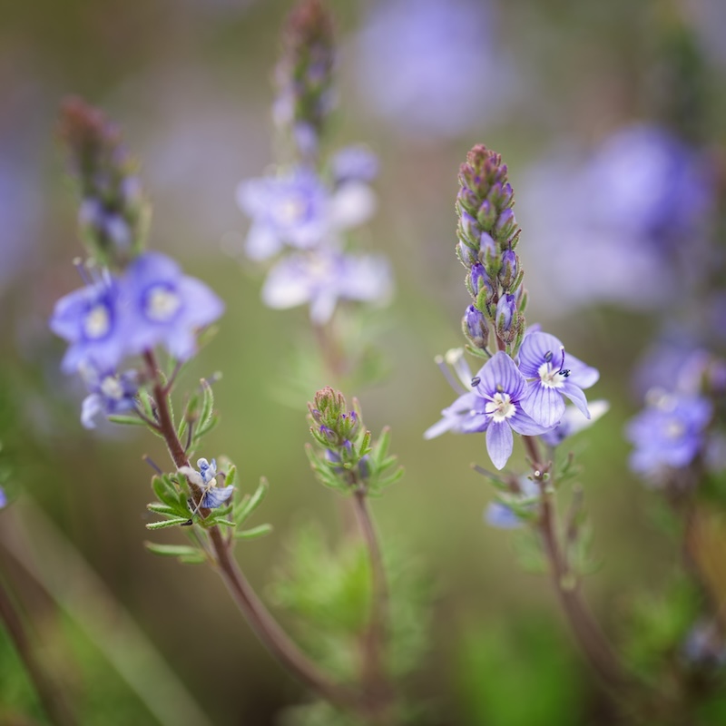niebieskie kwiaty - lobelia na wysokich łodygach 