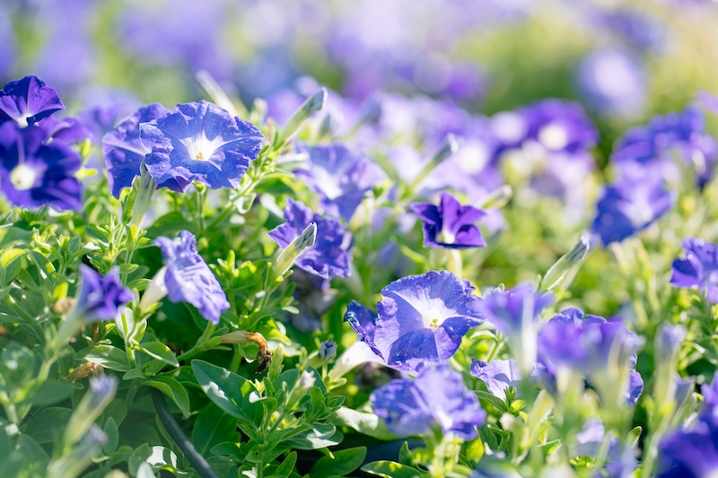 petunia z niebieskimi kwiatami 