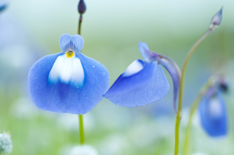 torenia fournieri - niebieska odmiana 