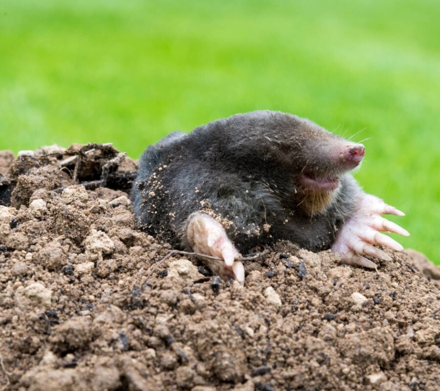 Jak pozbyć się kretów? Sprawdzone sposoby i porady