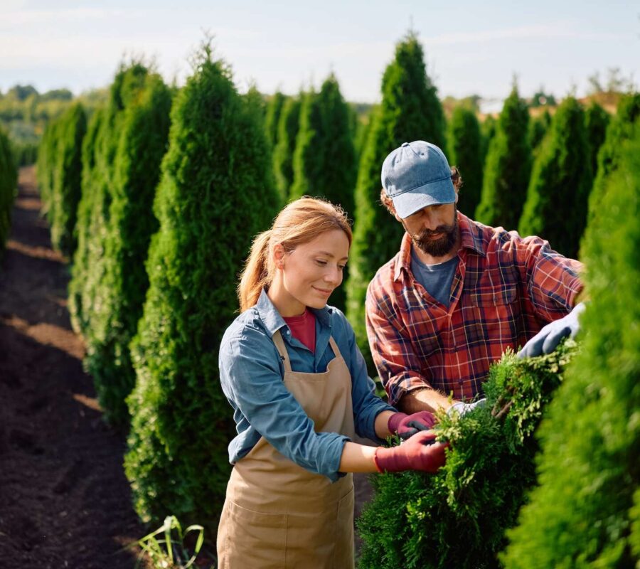 Jak sadzić tuje? Kompleksowy poradnik ogrodniczy