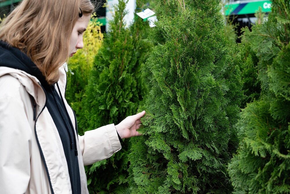 kobieta w sklepie ogrodniczym ogląda tuje 