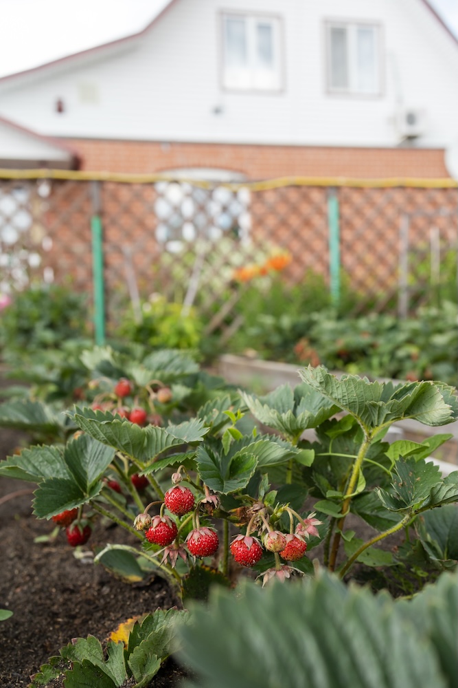 pomysł na truskawki domowe w ogrodzie przydomowym 