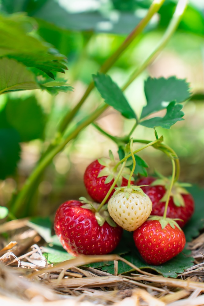 ściółka ze słomy pod truskawkami 