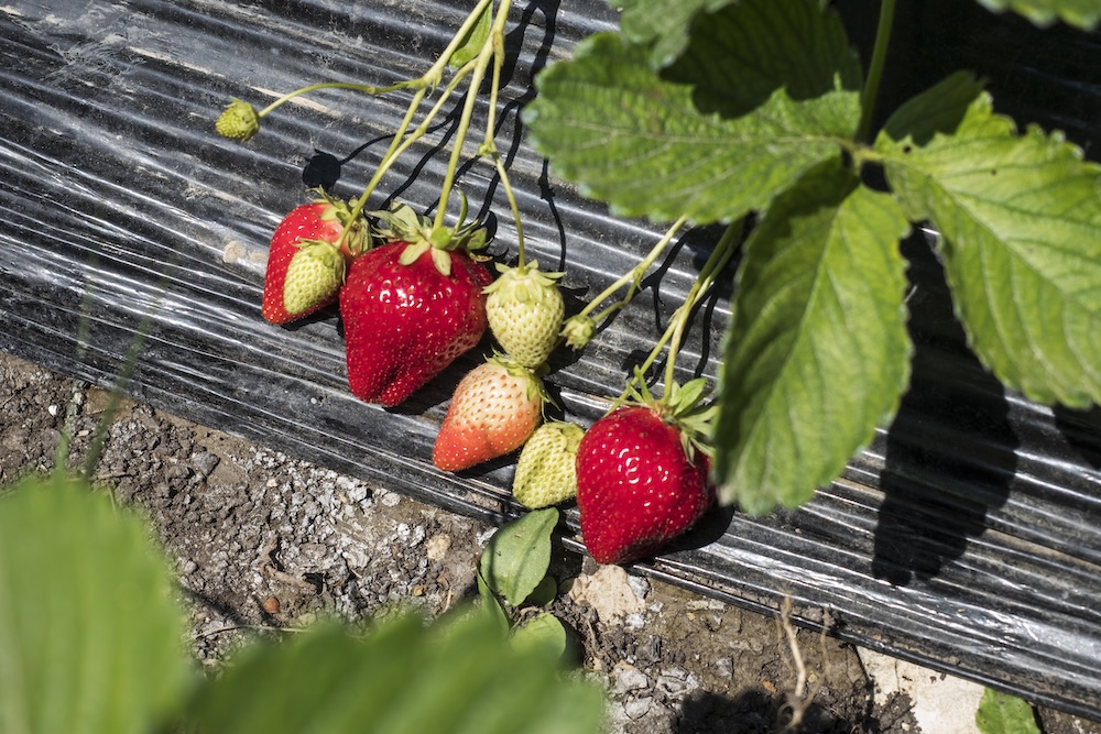 agrowłóknina pod truskawkami 