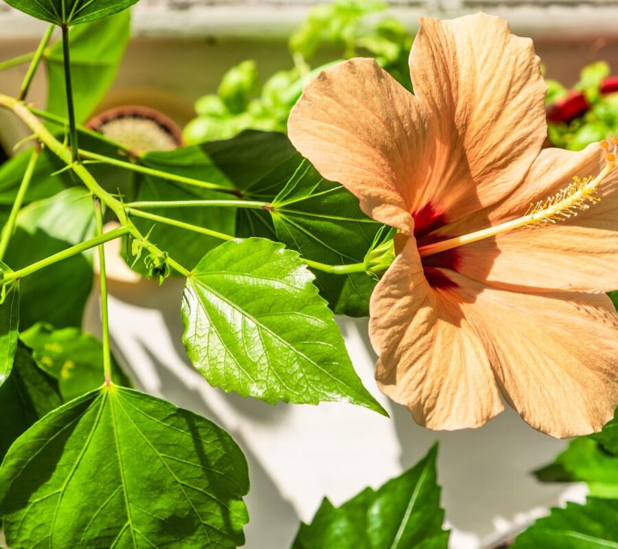 Hibiskus w ogrodzie – aranżacje i kompozycje