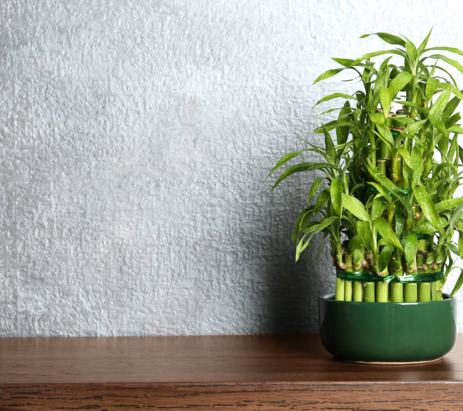 Bambus w doniczce – jak go uprawiać? Wszystko, co musisz wiedzieć