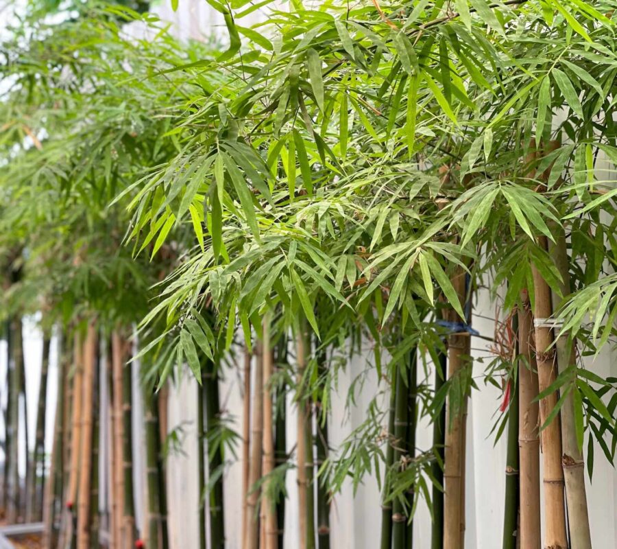 Bambus na balkonie – wybór, wymagania i pielęgnacja. Przewodnik