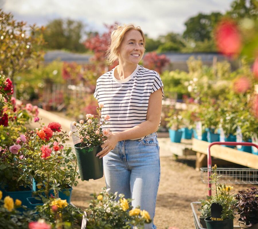 Jak sadzić róże z marketu? Przewodnik krok po kroku