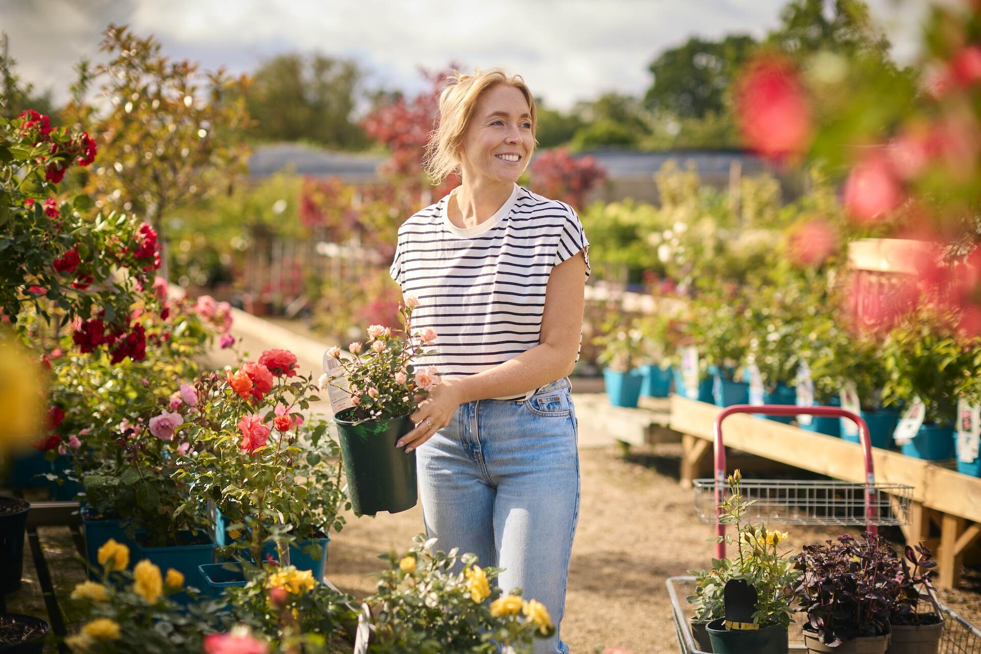 Jak sadzić róże z marketu? Przewodnik krok po kroku