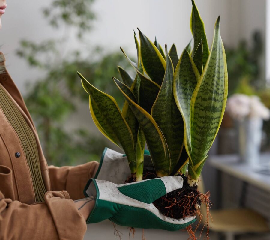 Jaka ziemia do sansewierii? Poradnik z przepisem na mieszankę