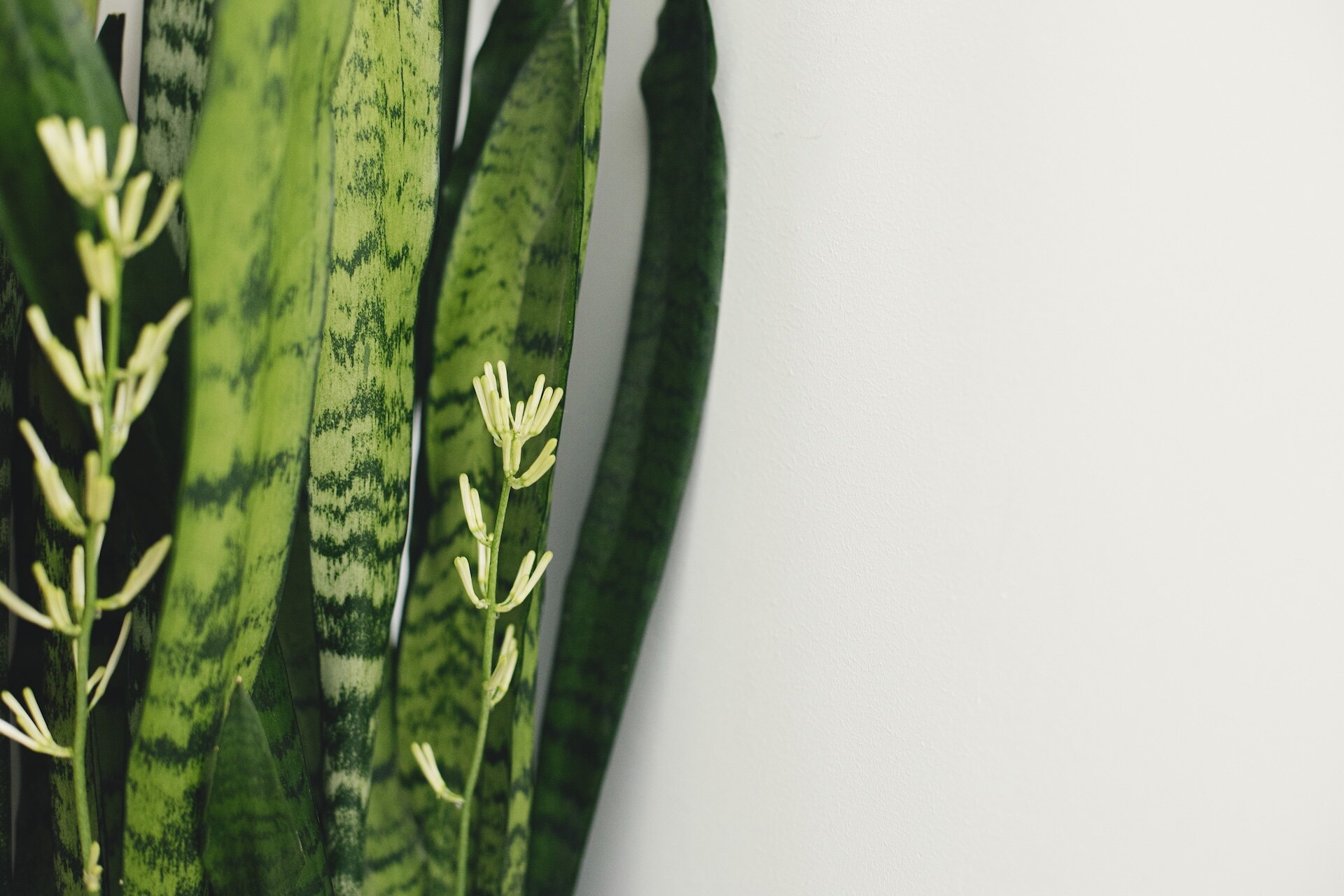 Sansewieria – kwitnienie. Kiedy jest możliwe i jak je przyspieszyć? Radzimy