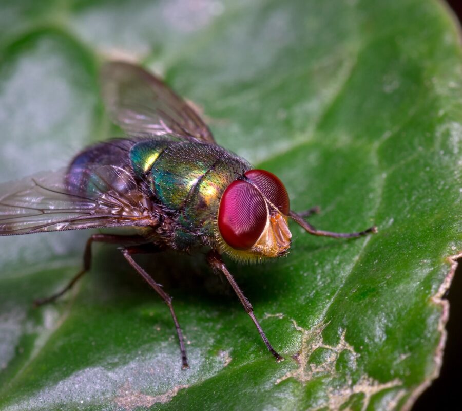 Co odstrasza muchy na dworze? Skuteczne metody i wskazówki