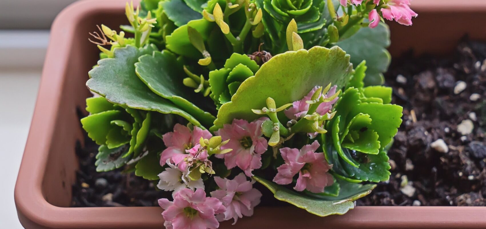 kalanchoe - jak dbać w domu