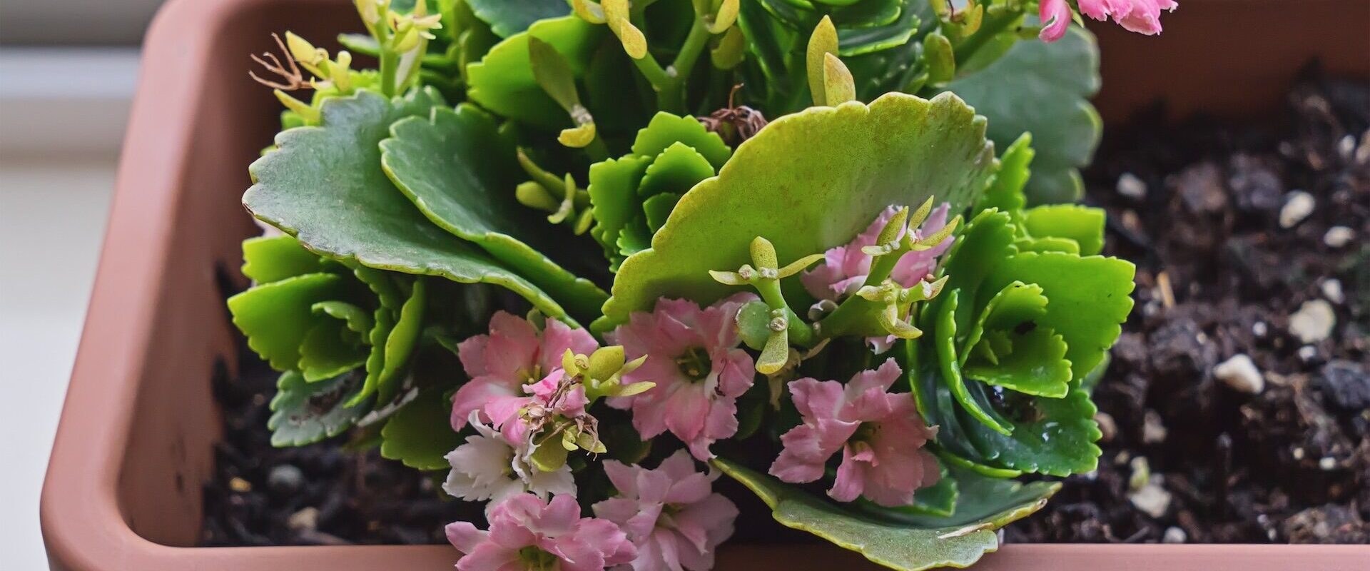 kalanchoe - jak dbać w domu