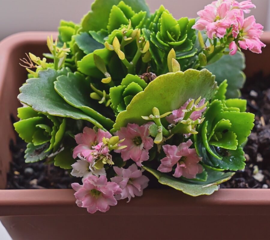 kalanchoe - jak dbać w domu