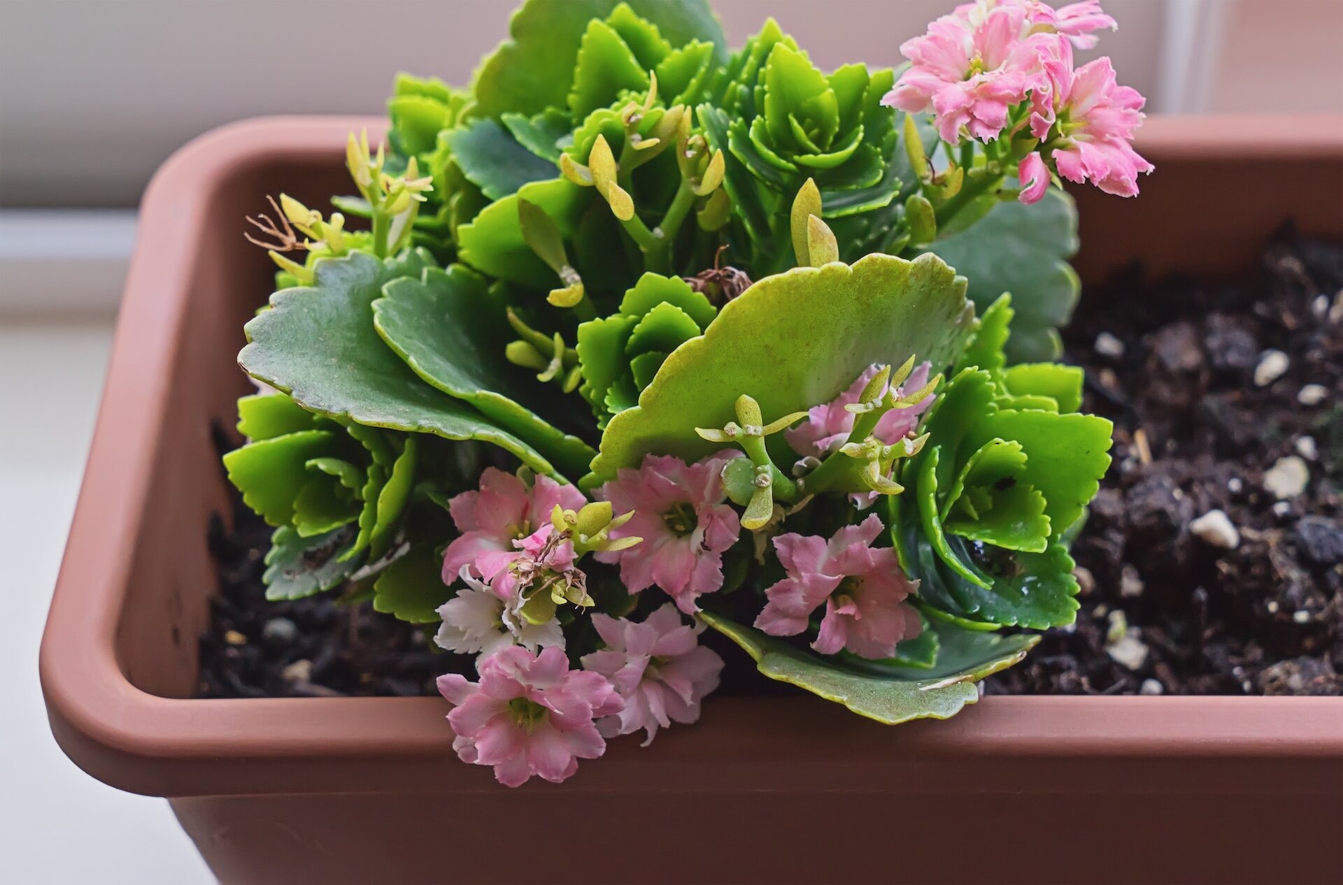 Kalanchoe – jak dbać? Stanowisko, podlewanie, kwitnienie. Poradnik