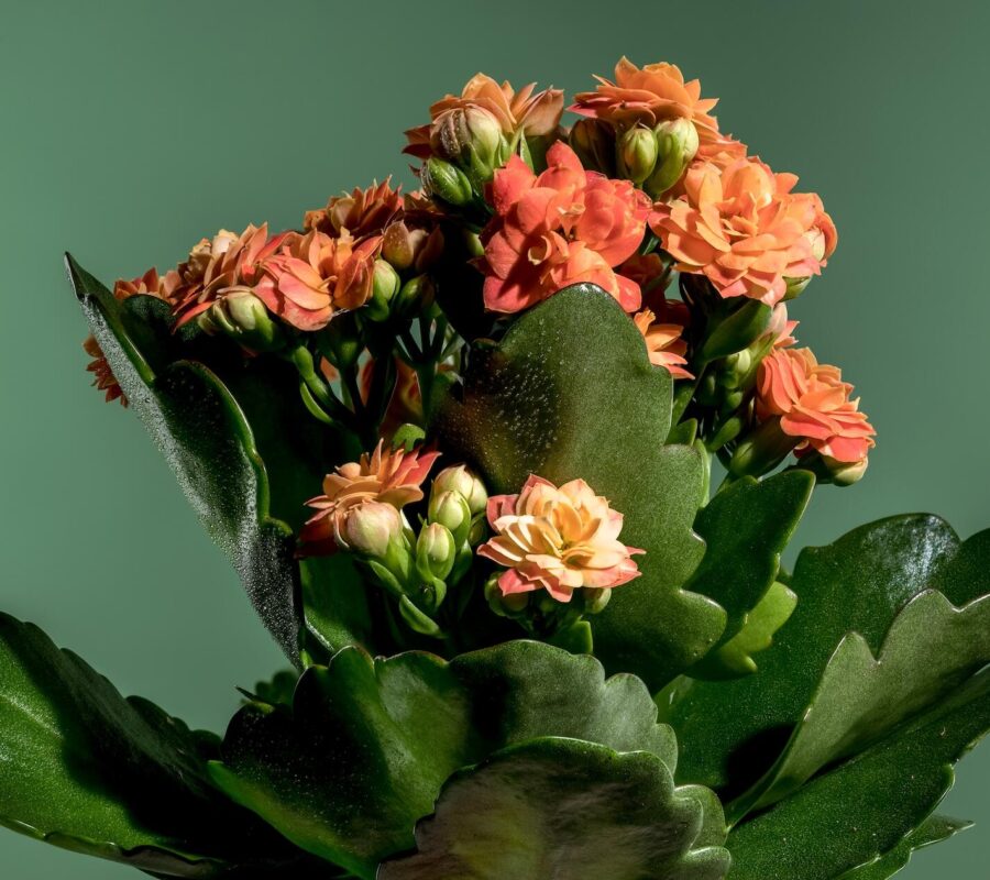 Kwiat kalanchoe po przekwitnięciu – jak o niego zadbać? Radzimy