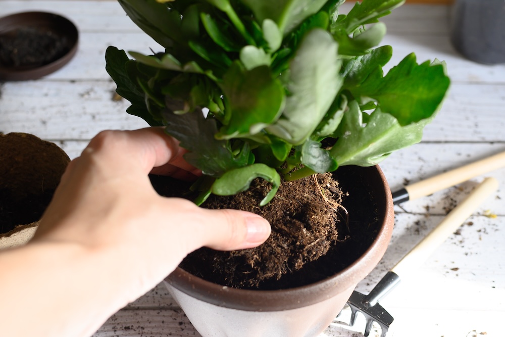 kwiat kalanchoe po przekwitnięciu - jak przesadzić 