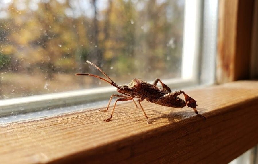 Wtyk amerykański – jak się pozbyć? Skuteczne metody zwalczania