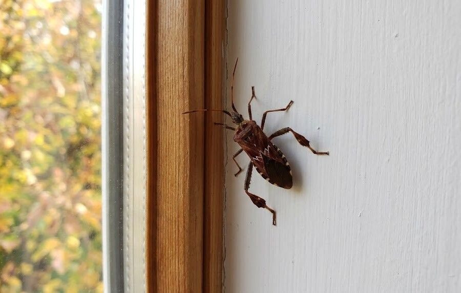 Wtyk amerykański w domu – skąd się bierze, czy jest niebezpieczny? Poradnik