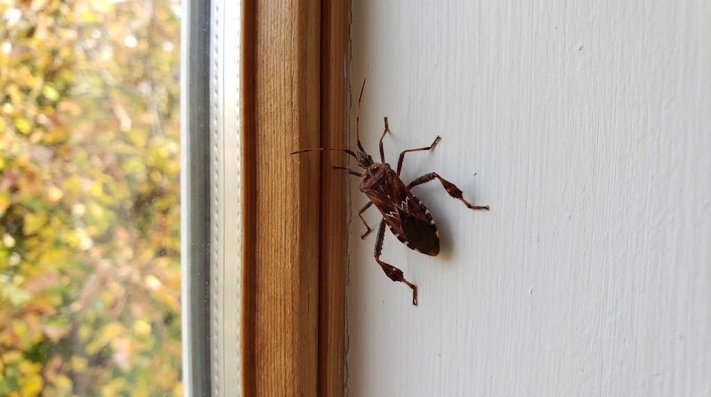 wtyk amerykański w domu przy oknie