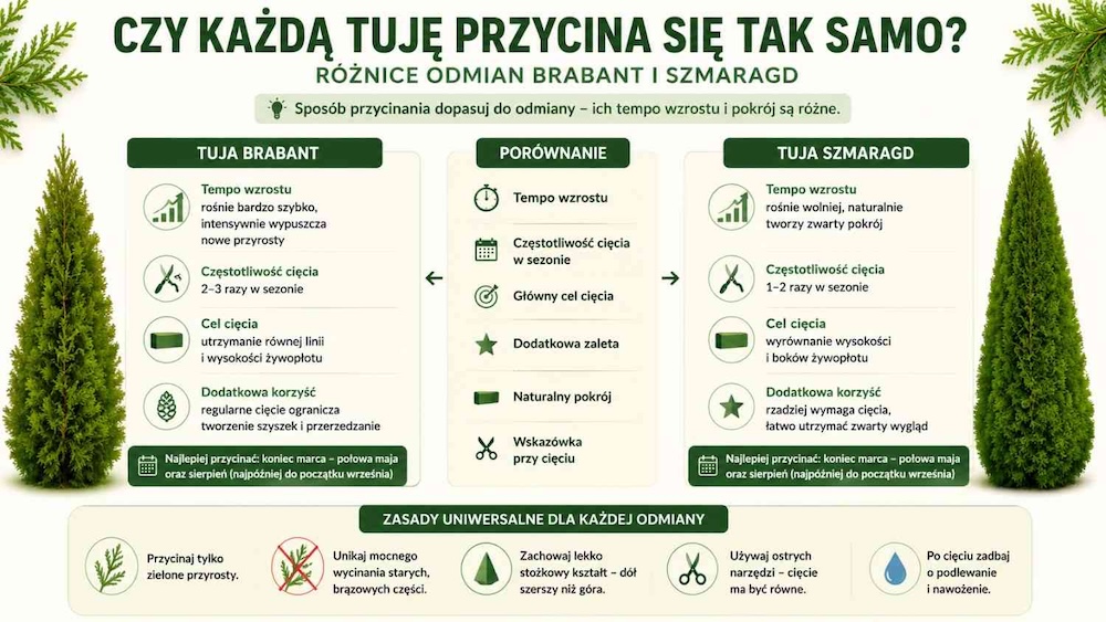 tuje przycinanie czubków dopasowane do odmian tuje przycinanie czubków różnych odmian