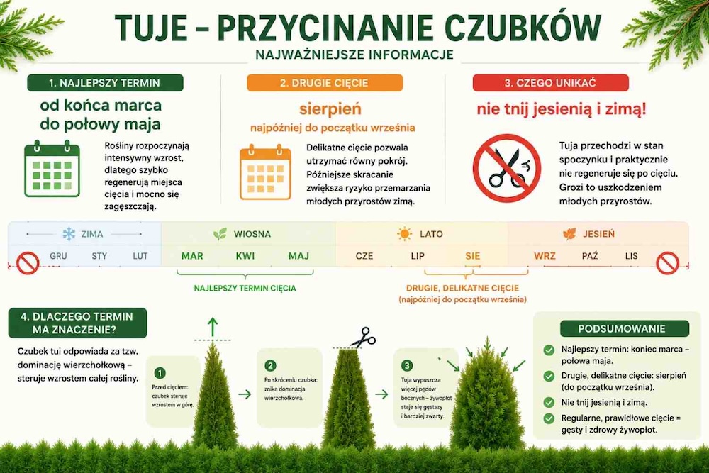 tuje przycinanie czubków - daty tuje przycinanie czubków - kiedy