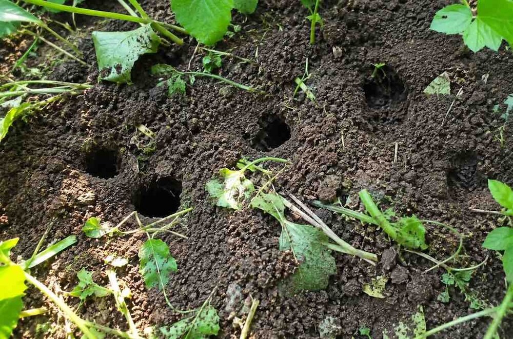 ślady żerowania larw turkucia podjadka