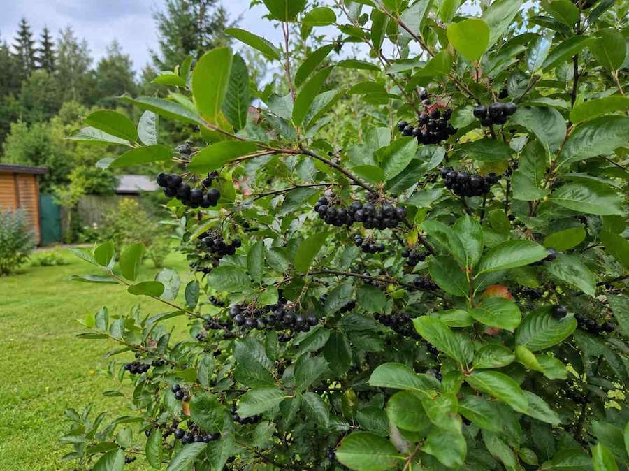 niebieskie owoce - czarna aronia 