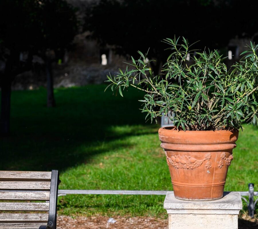 Oleander po zimie – wygląd, pielęgnacja, pobudzenie