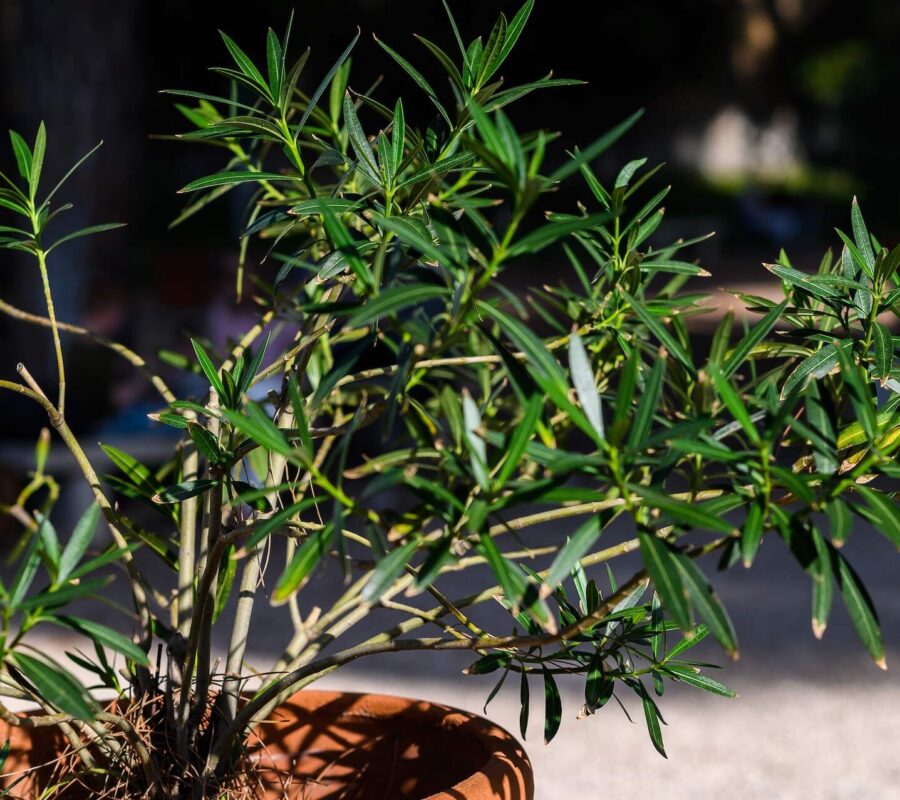 Oleander – zimowanie krok po kroku. Sprawdź, jak zabezpieczyć roślinę!