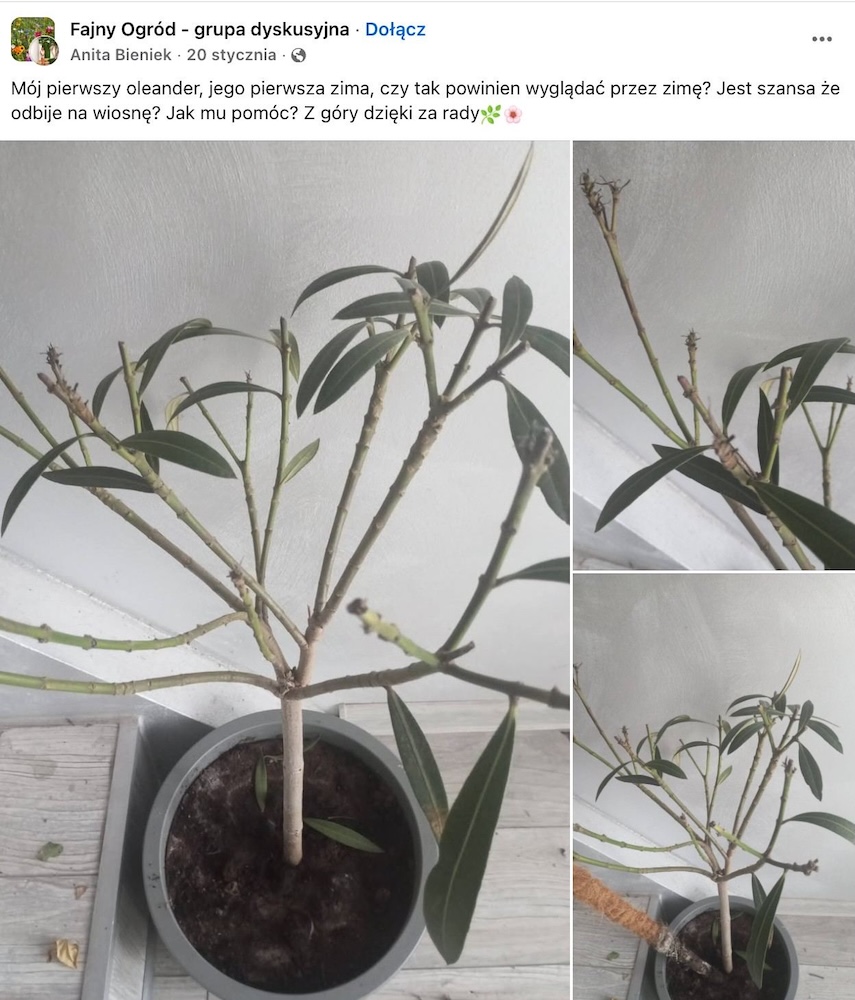 oleander gubiący liście liście oleandra opadające zimą